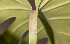 bumps on monstera stem|Scale on Monstera Plants: How To Identify, Treat and。